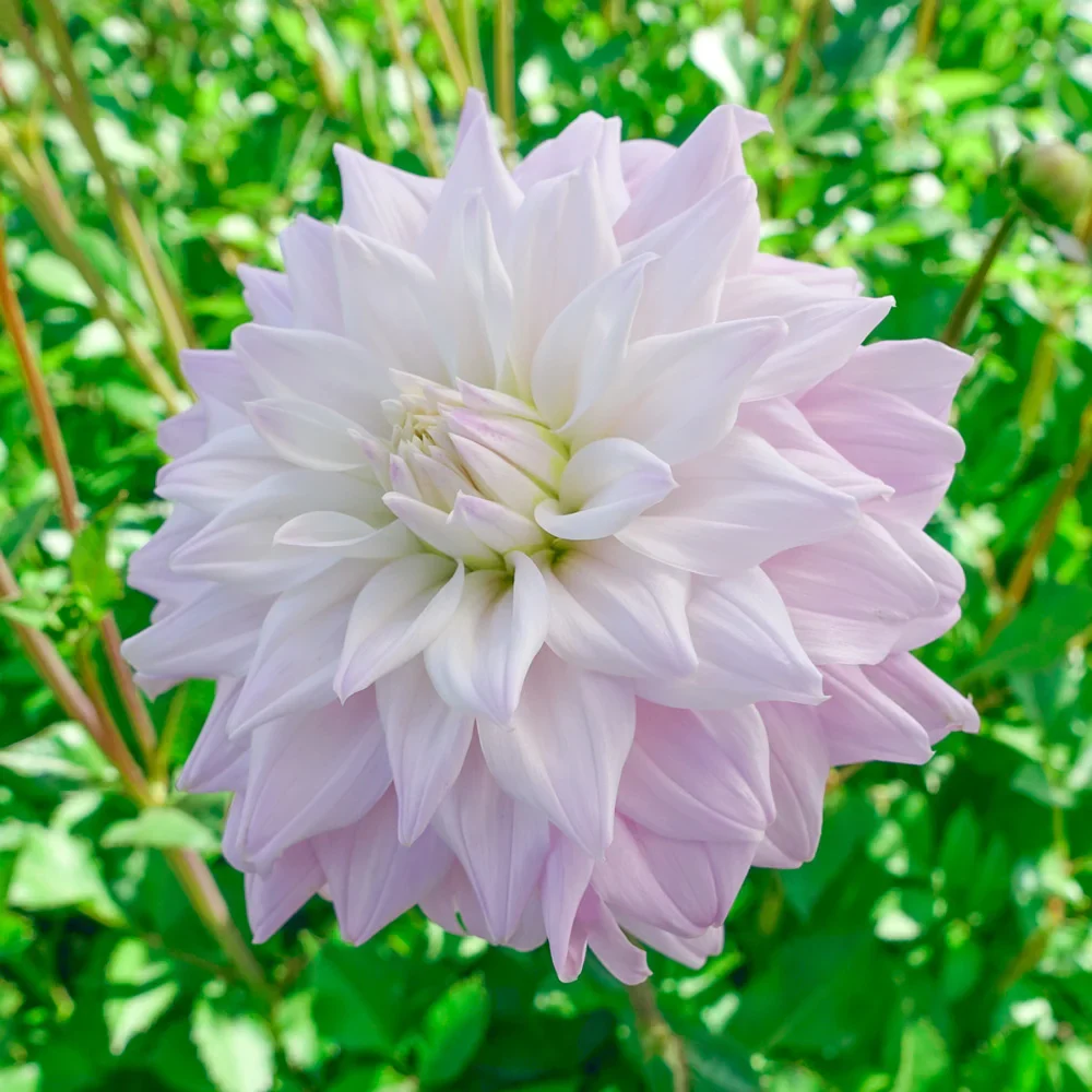 Dinnerplate Dahlia Who Me