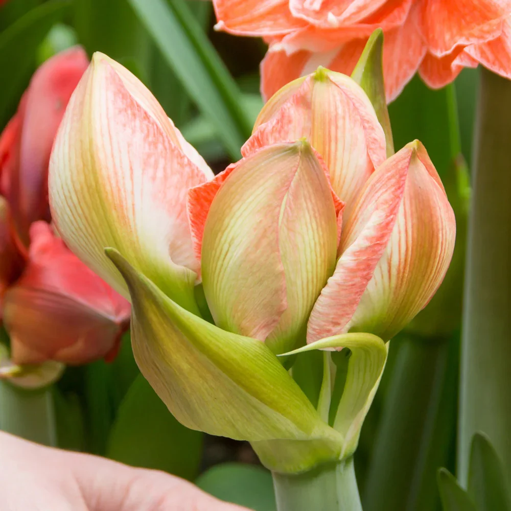 Double Amaryllis Sunshine Nymph - Image 3
