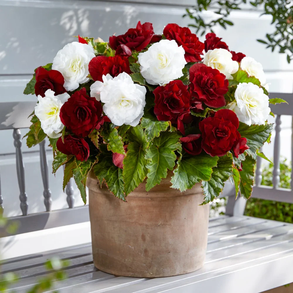 Double Begonia Duet Scarlet & White