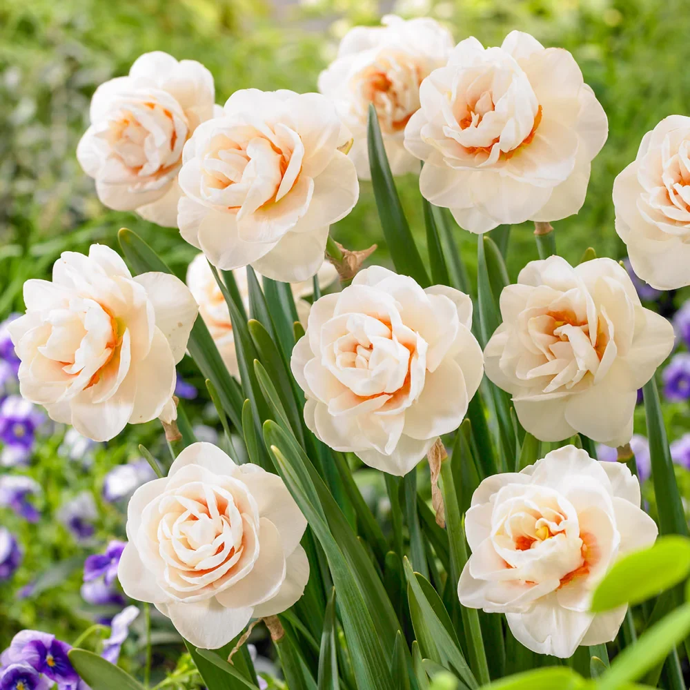 Double Daffodil Gay Kybo