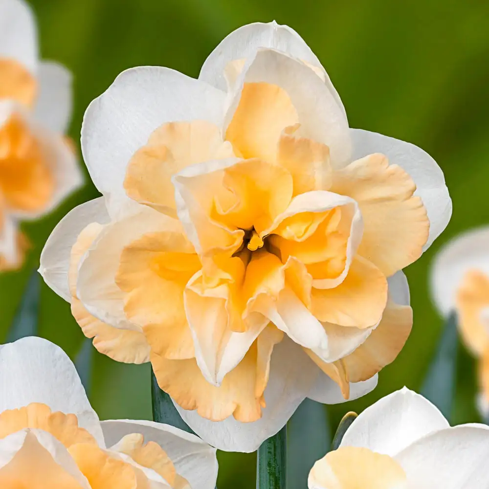Double Daffodil Golden Pearl