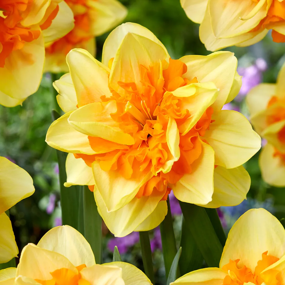 Double Daffodil Sun Catchers - Image 3