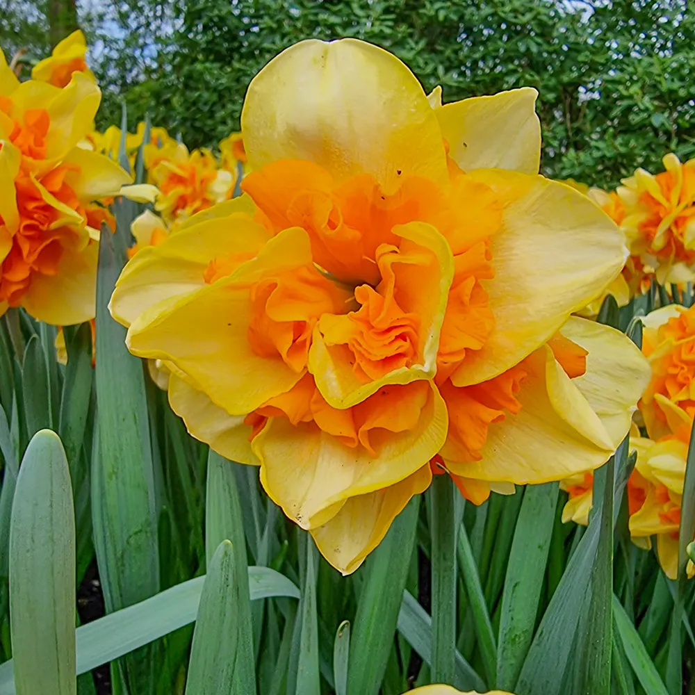 Double Daffodil Sun Catchers - Image 4
