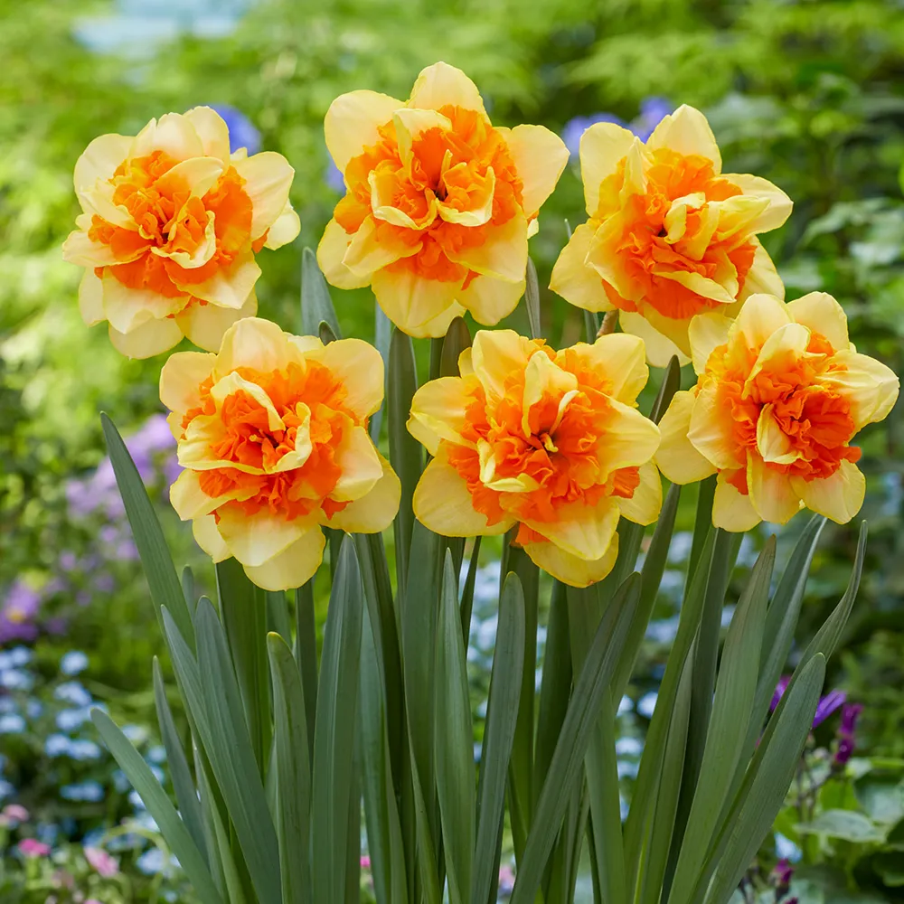 Double Daffodil Sun Catchers - Image 5