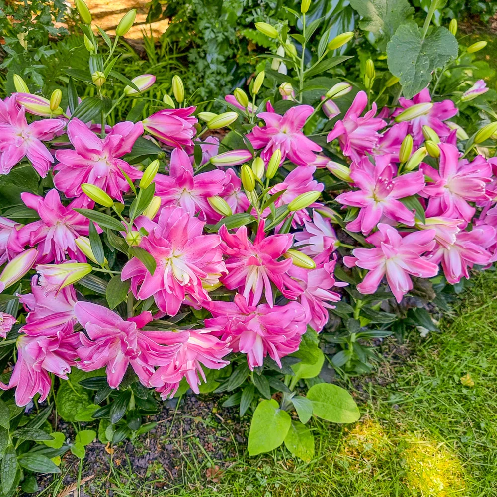 Double-Flowered Border Lily Lotus Joy