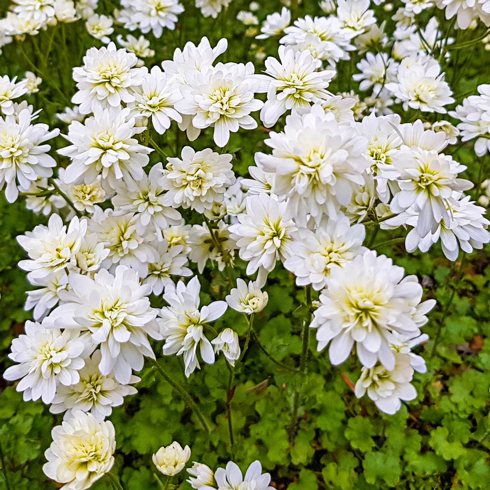 Double-Flowered Meadow Saxifrage (Saxifraga granulata 'Flore Pleno')