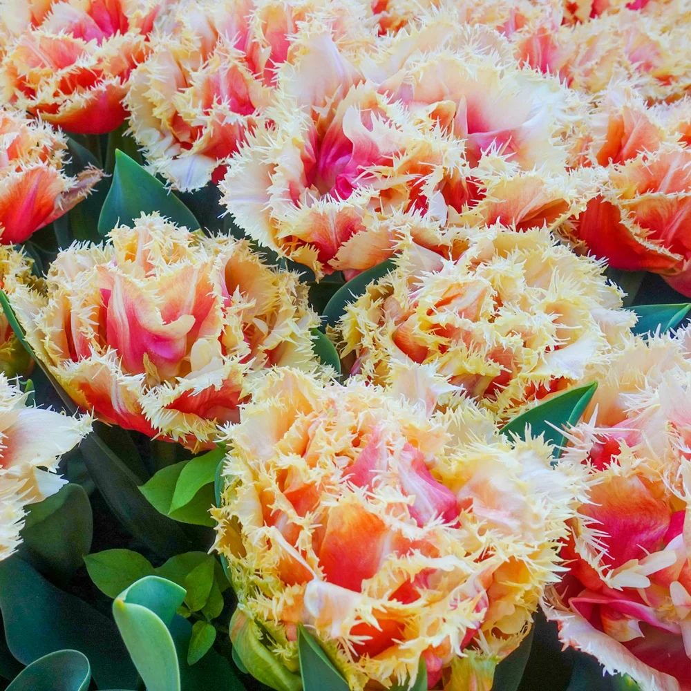 Double Fringed Tulip Brisbane - Image 3