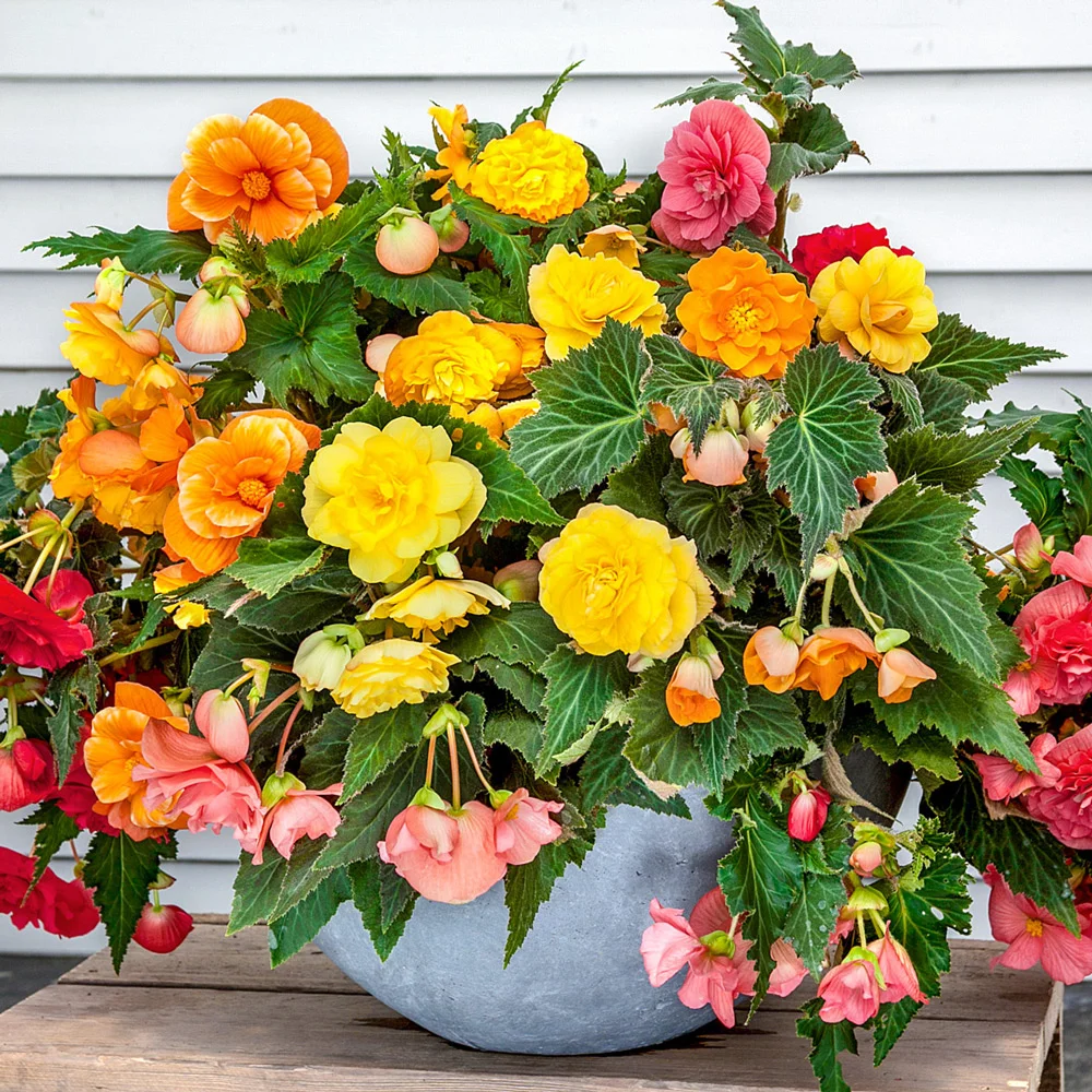 Double Hanging Basket Begonias Mixed - Image 3
