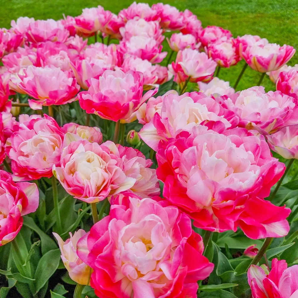 Double Peony Tulip Double Sugar - Image 4