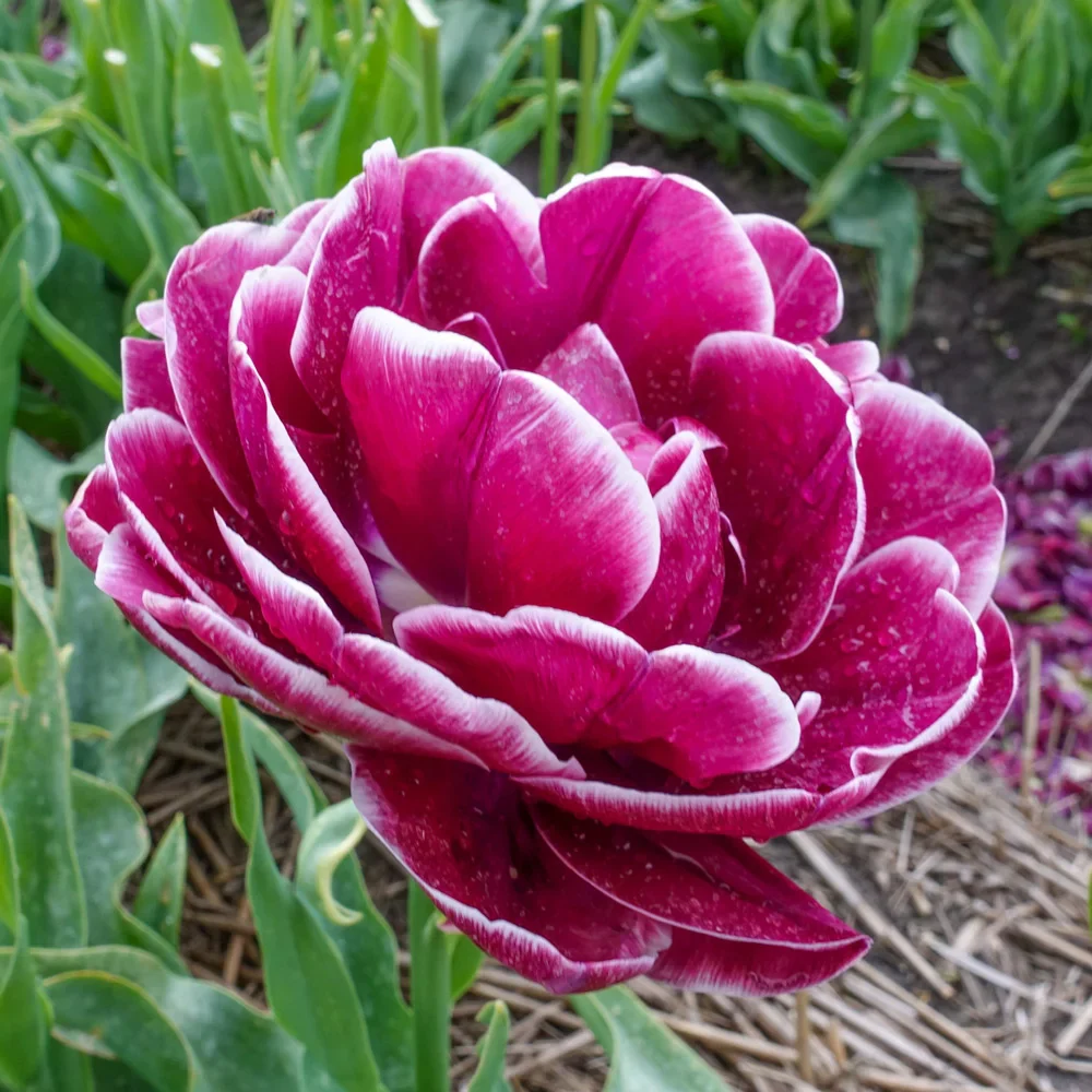 Double Peony Tulip Dream Touch