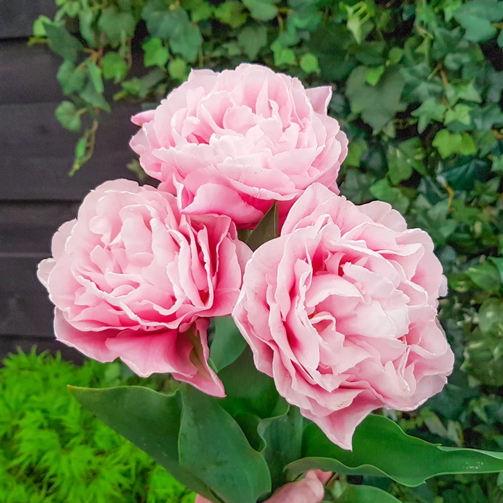 Double Peony Tulip Dreamer