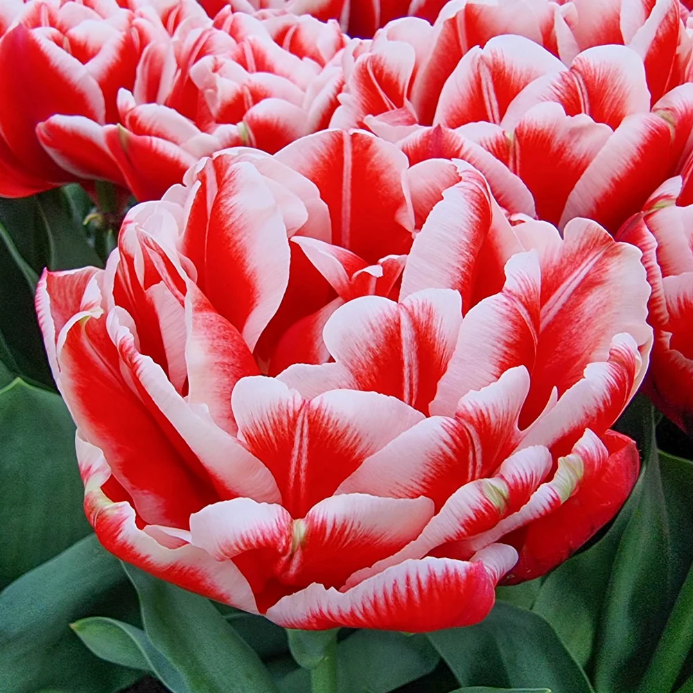 Double Peony Tulip Everton - Image 2