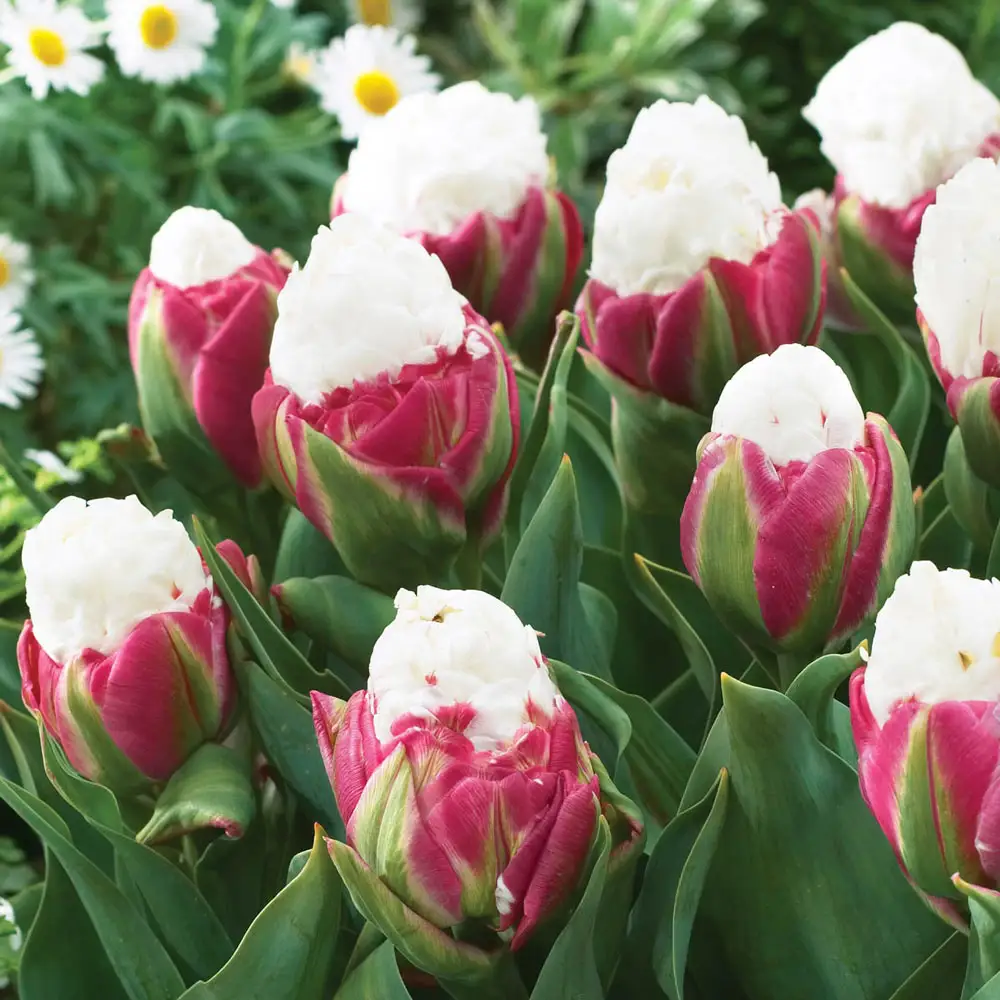 Double Peony Tulip Ice Cream - Image 2