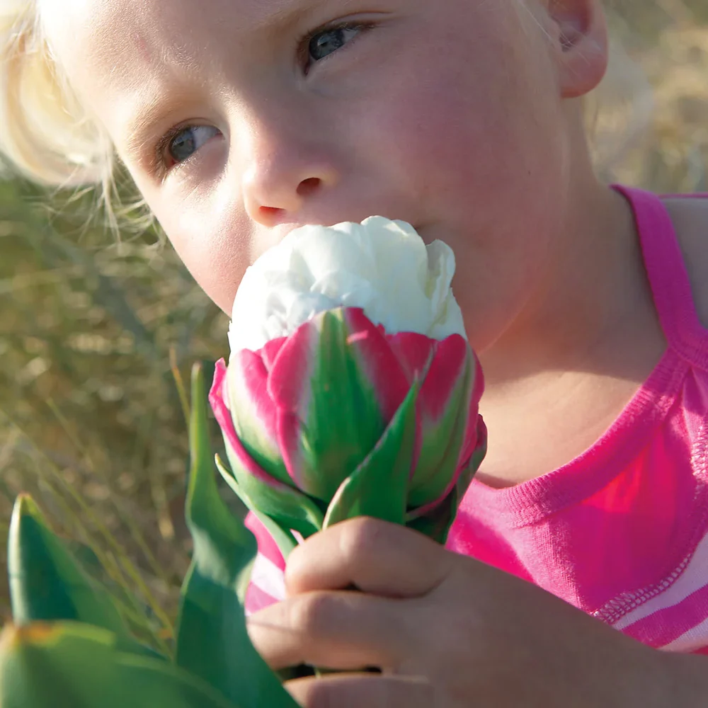 Double Peony Tulip Ice Cream - Image 3