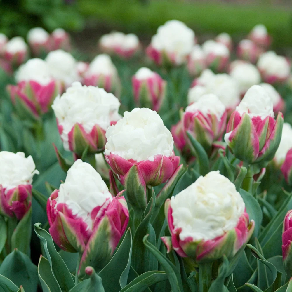 Double Peony Tulip Ice Cream - Image 4