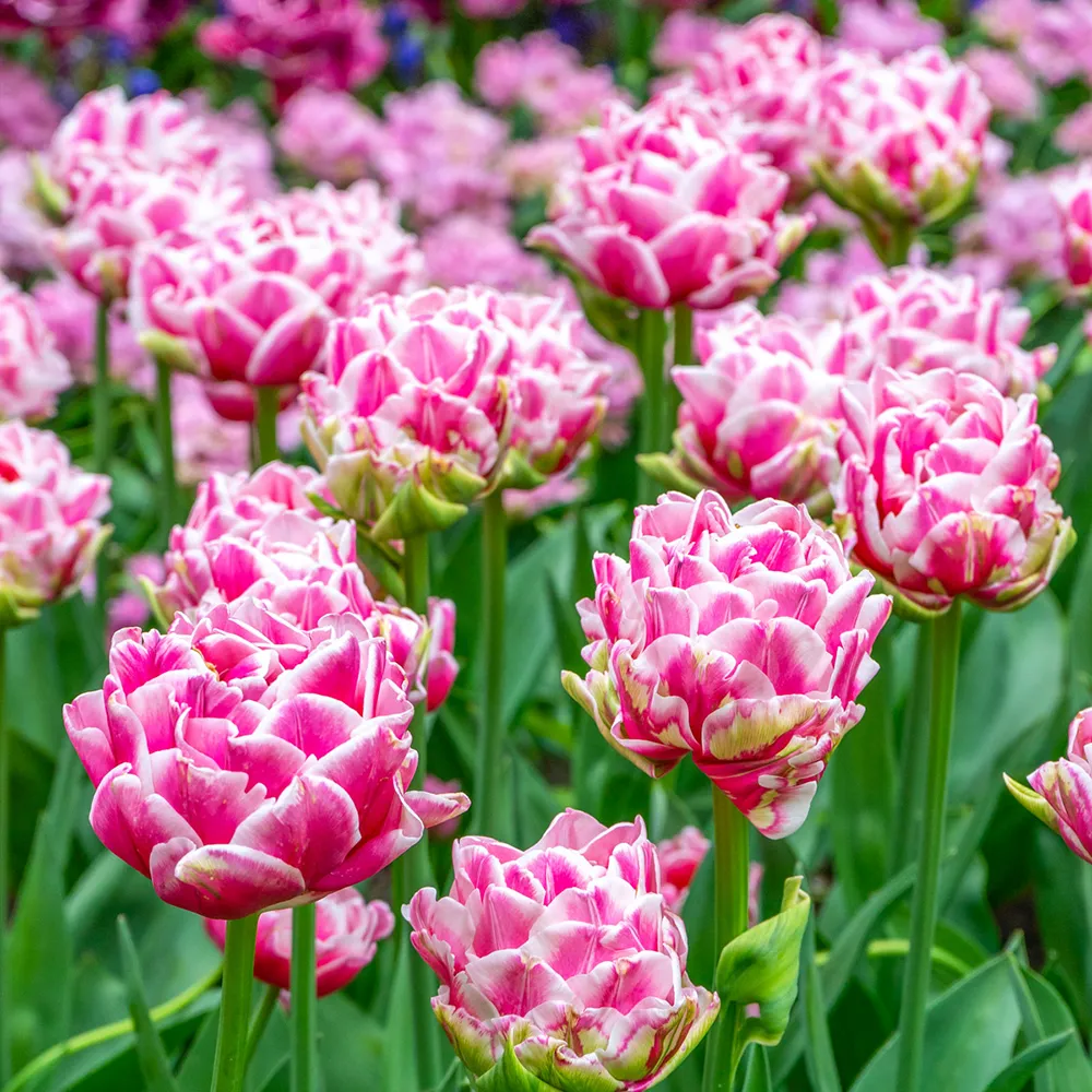 Double Peony Tulip Let's Dance
