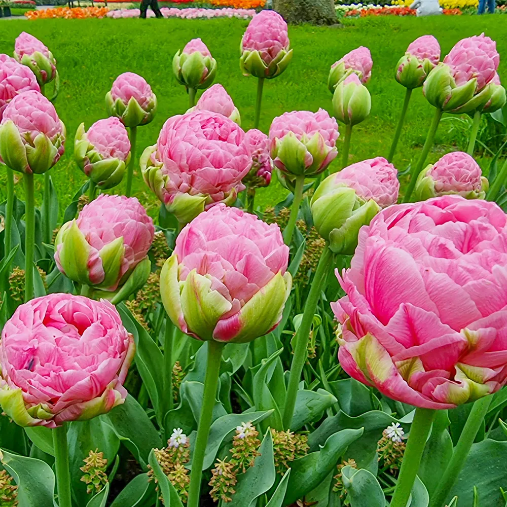 Double Peony Tulip Strawberry Cream - Image 5