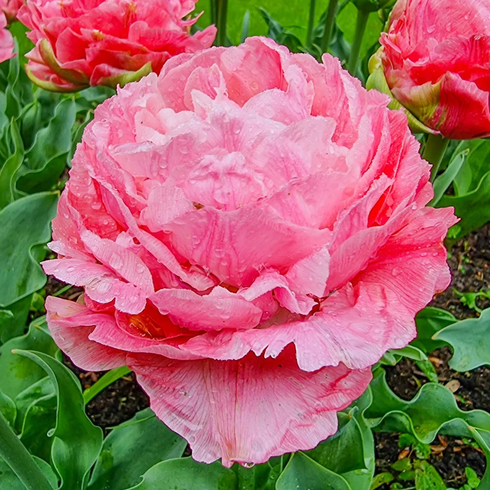 Double Peony Tulip Taiwan - Image 3