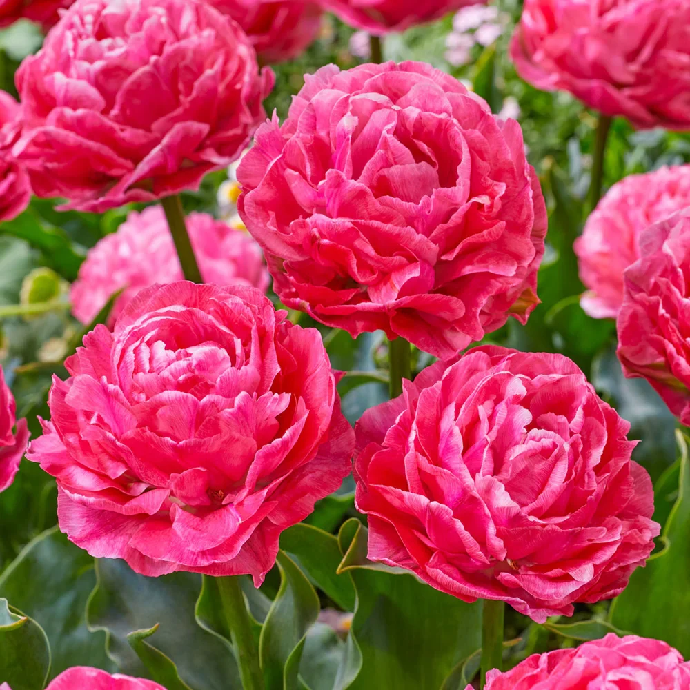 Double Peony Tulip Taiwan - Image 4