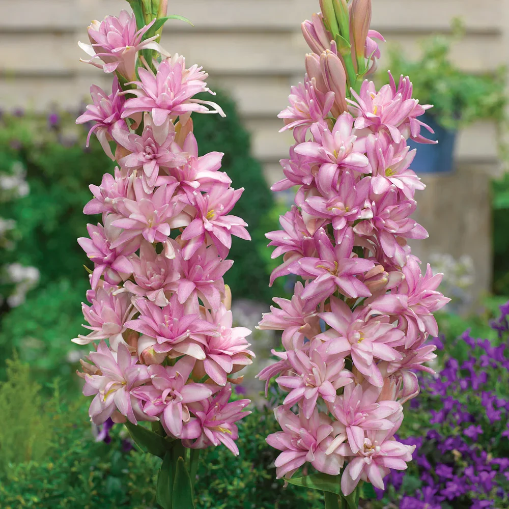 Double Tuberose Pink Sapphire