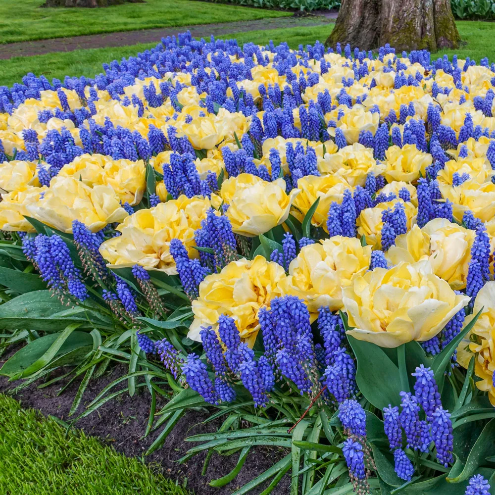 Double Early Tulip Avant Garde - Image 3