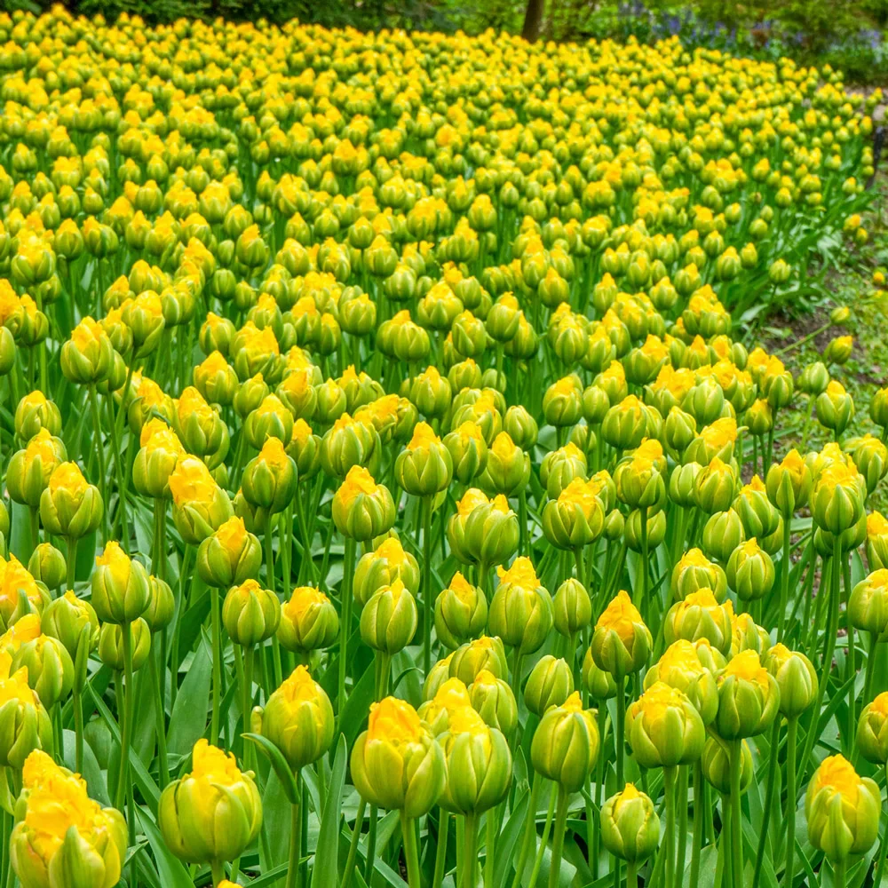 Double Peony Tulip Vanilla Coup - Image 3