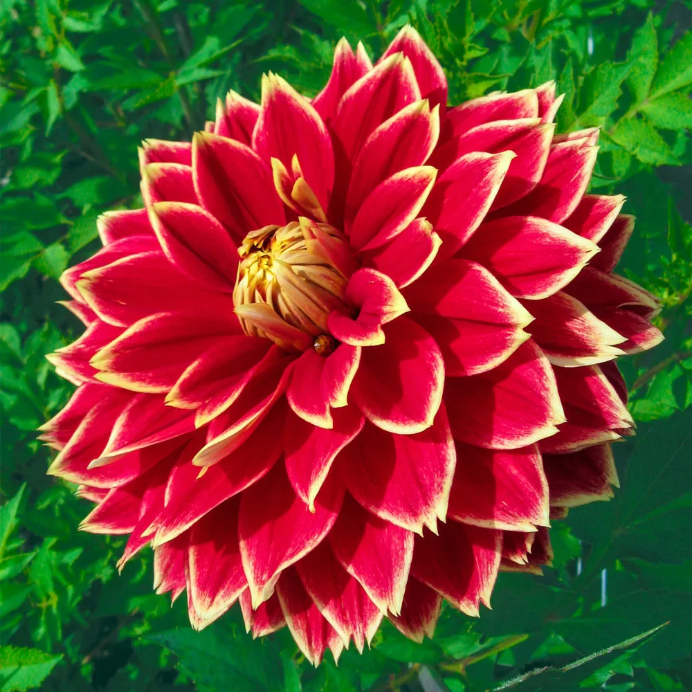 Giant Dinnerplate Dahlia Dutch Carnival