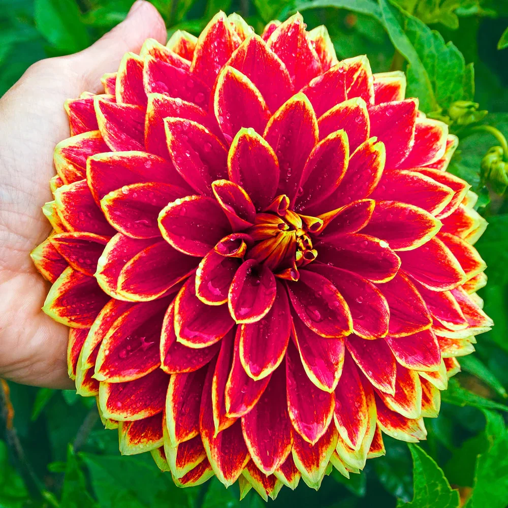 Giant Dinnerplate Dahlia Dutch Carnival - Image 2
