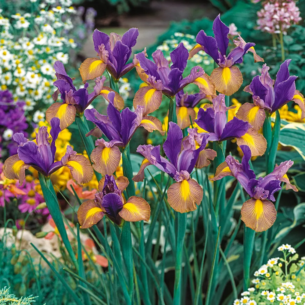 Dutch Iris Picasso