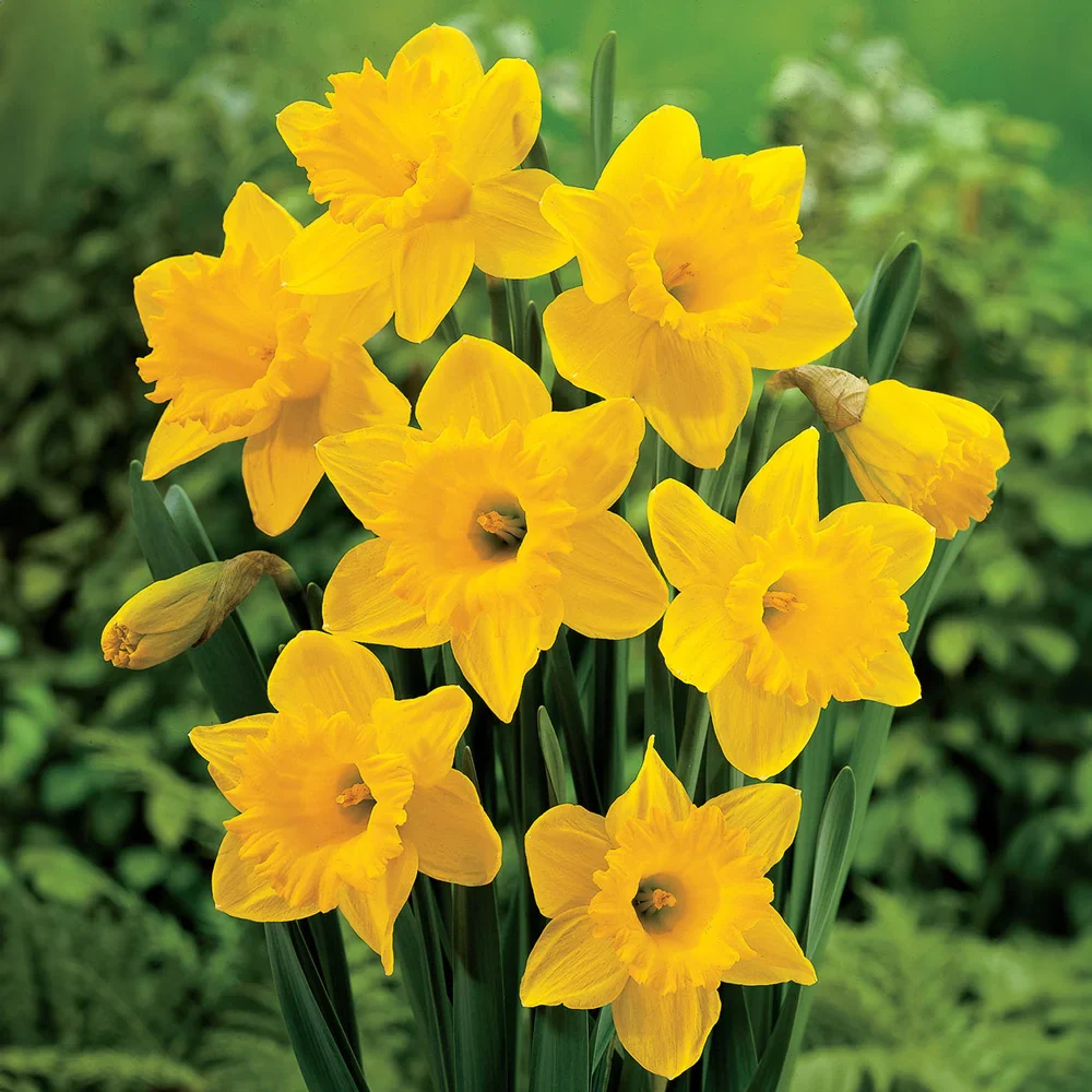 Trumpet Daffodil Dutch Master - Image 2