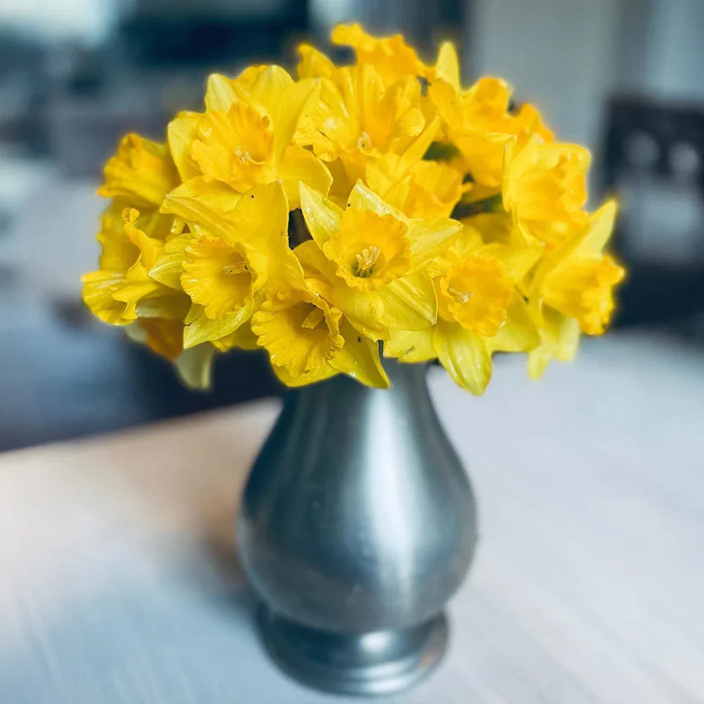 Trumpet Daffodil Dutch Master - Image 7
