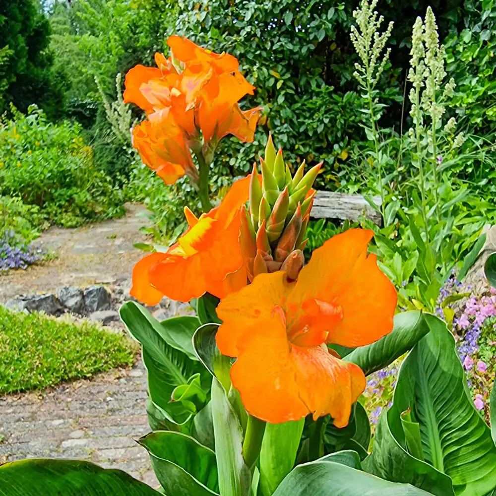 Dwarf Canna CannaSol Happy Cleo - Image 2