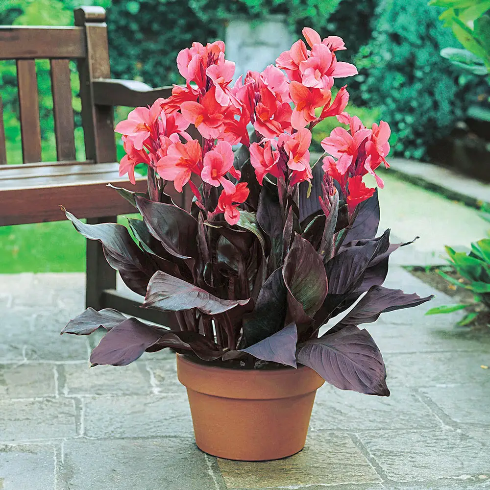 Dwarf Canna CannaSol Happy Julia
