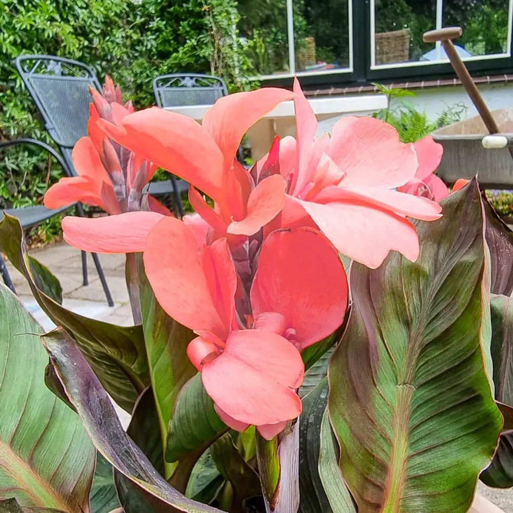 Dwarf Canna Happy Wilma - Image 2