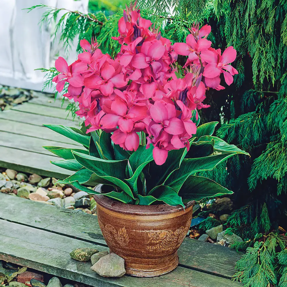 Dwarf Canna Pink Beauty