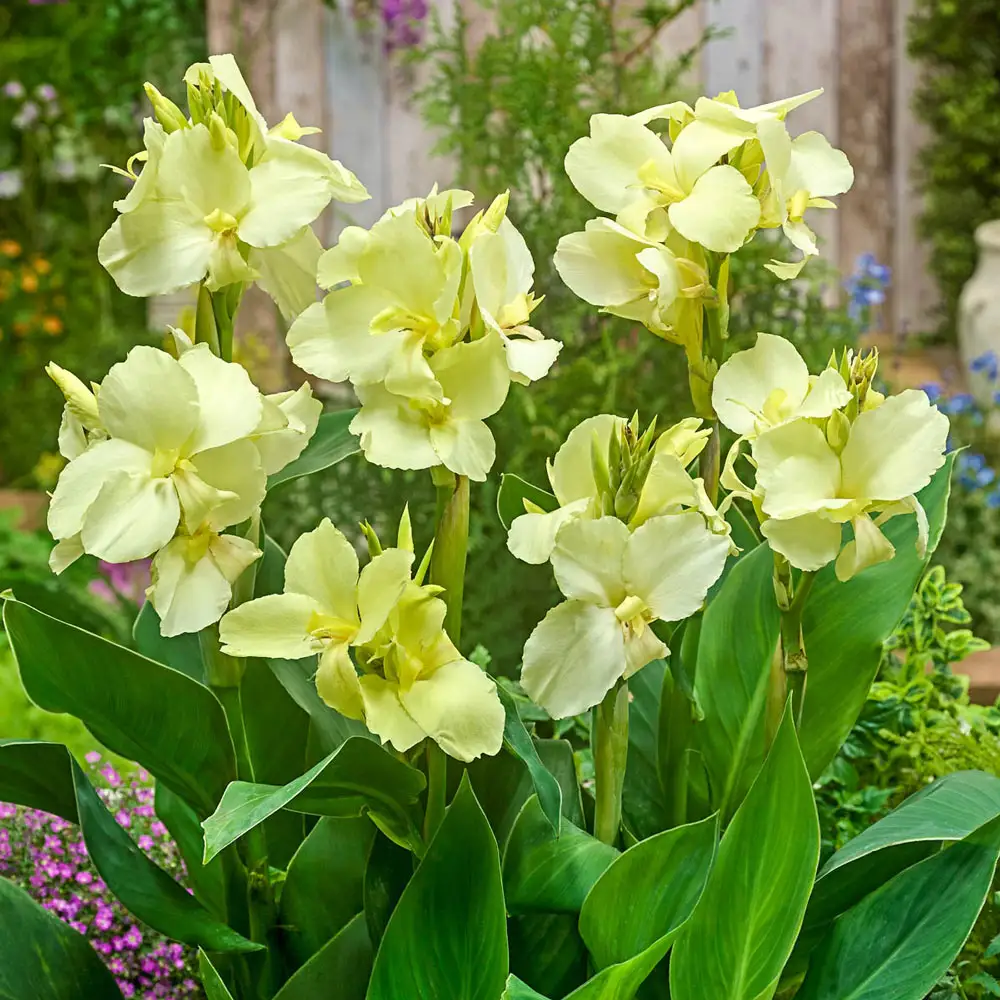Dwarf Canna Vanilla Cream