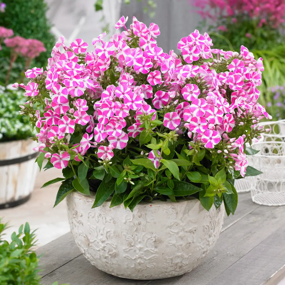 Dwarf Reblooming Phlox Bambini® Candy Crush - Image 2