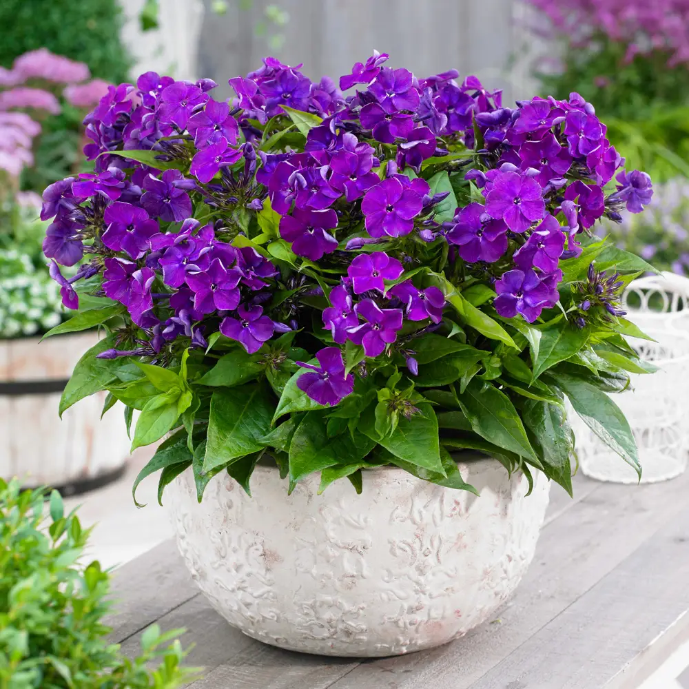 Dwarf Reblooming Phlox Bambini® Desire - Image 2
