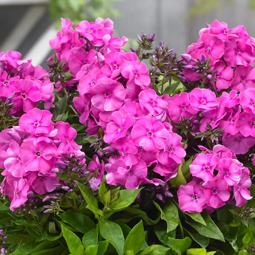 Dwarf Reblooming Phlox Bambini® Primadonna - Image 3