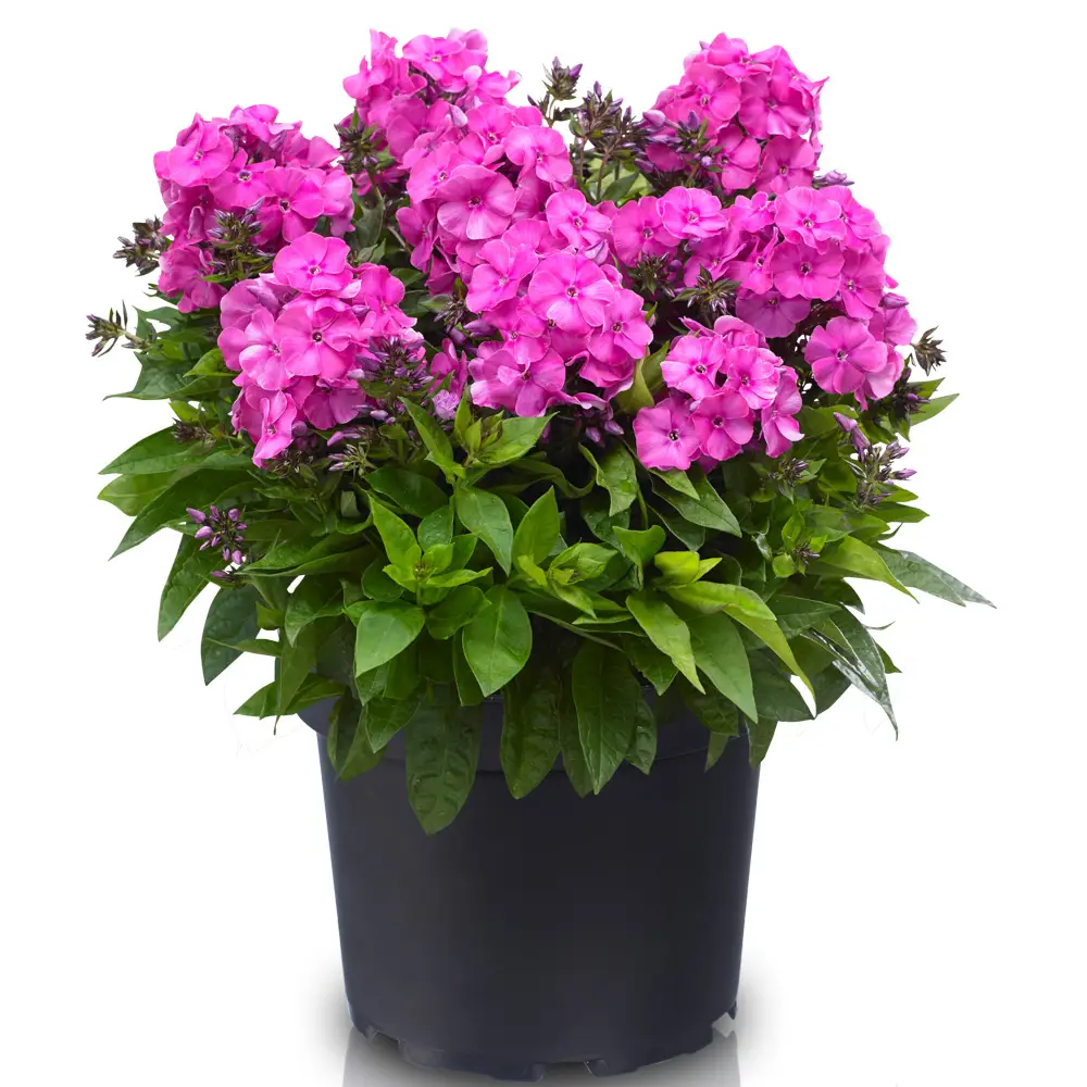 Dwarf Reblooming Phlox Bambini® Primadonna - Image 4