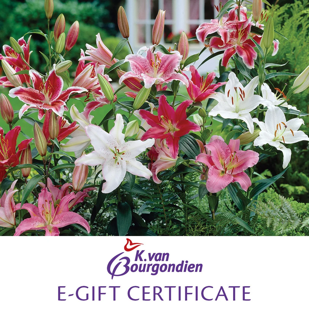 K. van Bourgondien E-Gift Certificate
