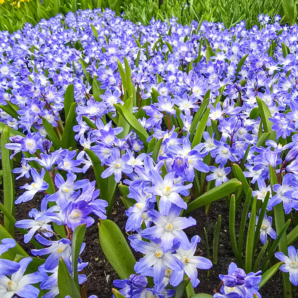 Early Snow Glories Blue Giant - Image 2