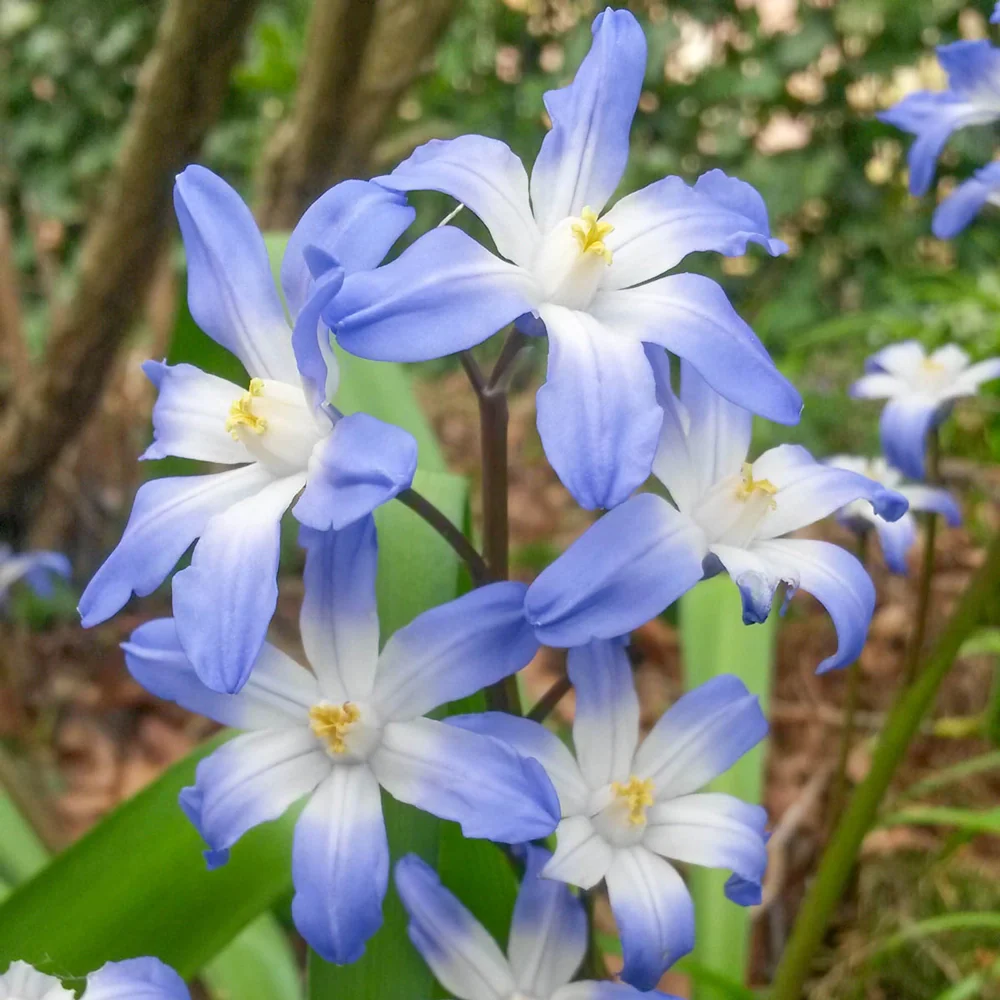 Early Snow Glories Blue Giant - Image 4