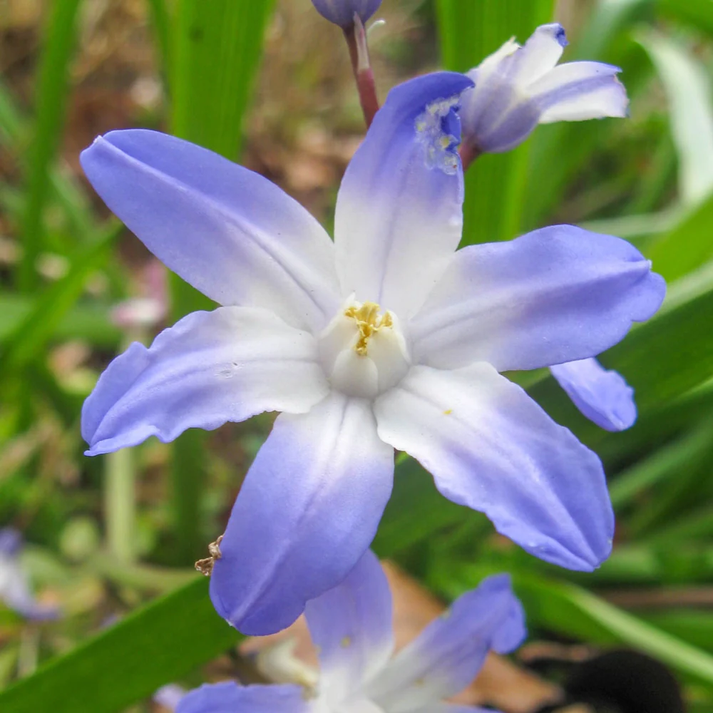 Early Snow Glories Blue Giant - Image 5