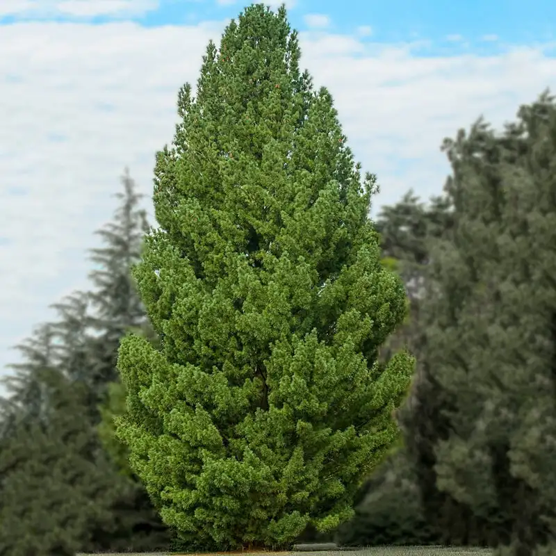 Eastern White Pine