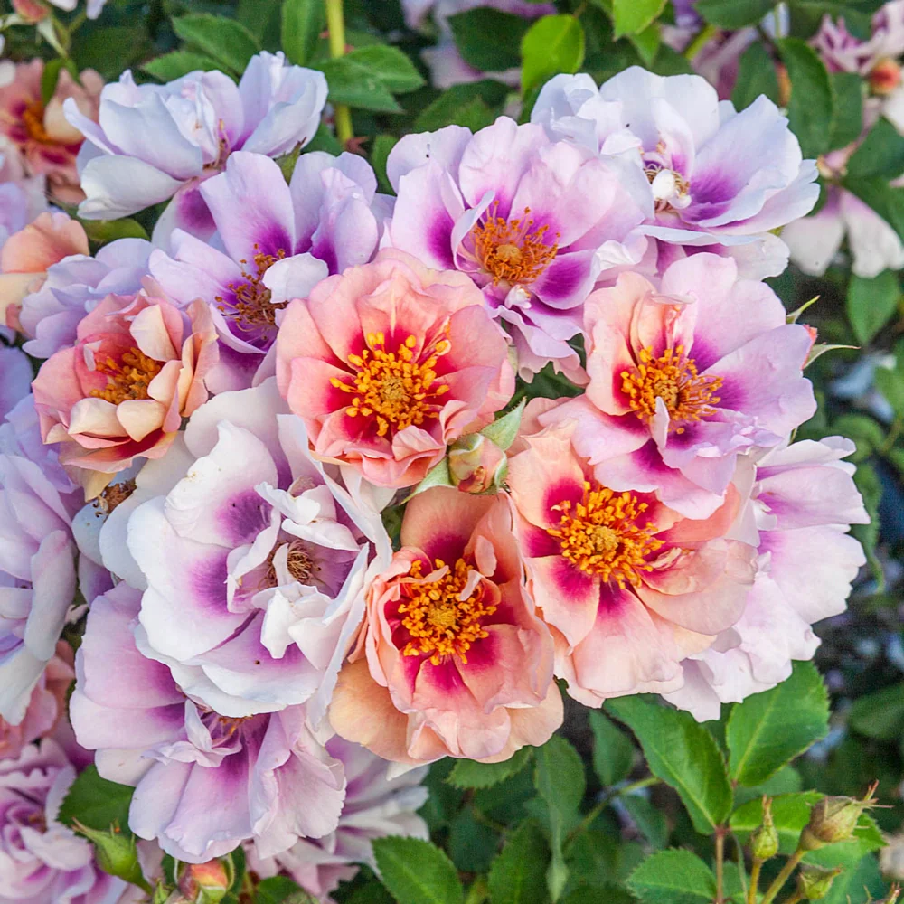 Easy on the Eyes™ Shrub Rose - Image 3