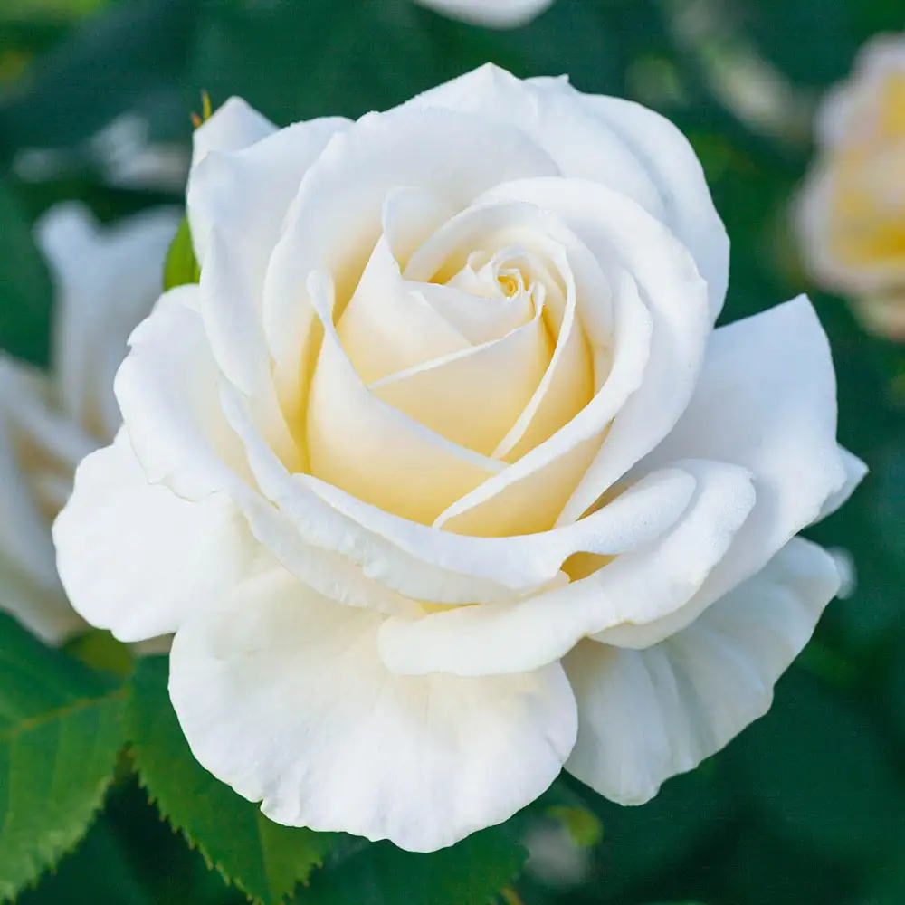 Easy Spirit™ Floribunda Rose