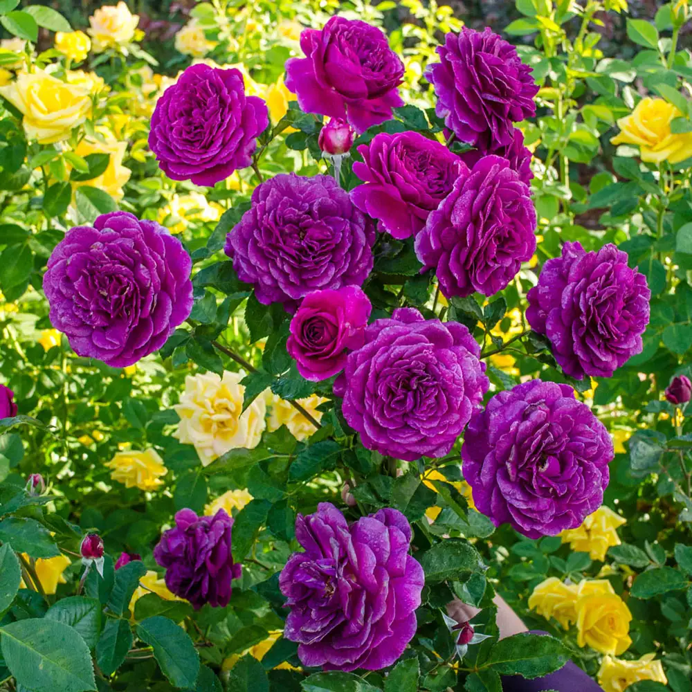 36" Tree Rose Ebb Tide® - Image 3