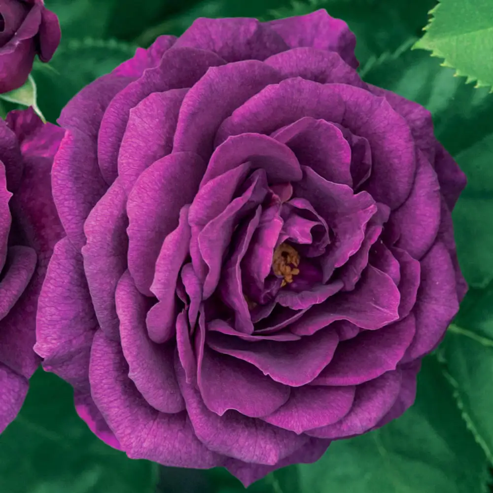 36" Tree Rose Ebb Tide® - Image 4