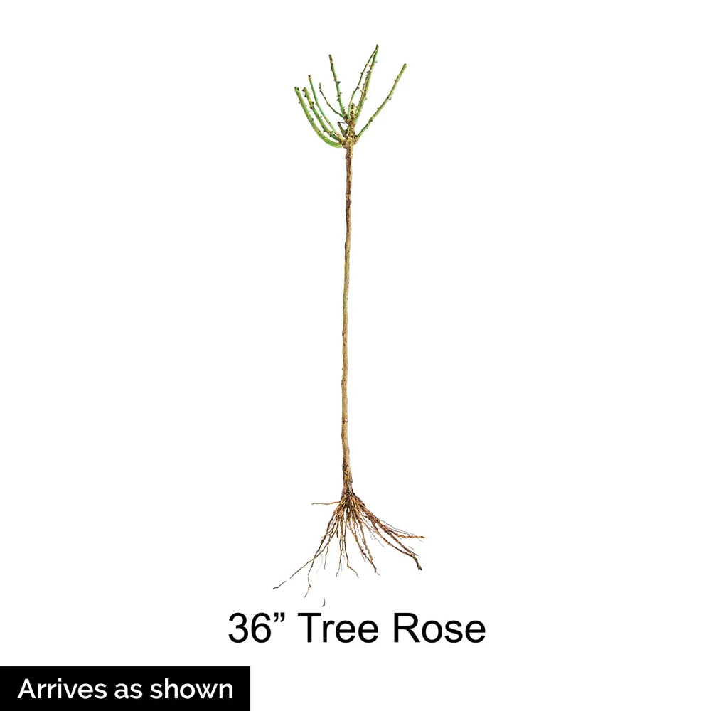 36" Tree Rose Ebb Tide® - Image 7
